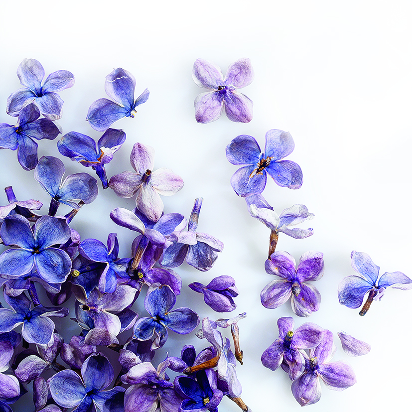 088205 PCB FREEZE-DRIED LILAC FLOWERS 2GR