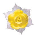 J560 GELE NARCIS HOSTIE GEASSORTEERD 45MM28 STUKENS = DOOS