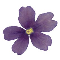 050295 PCB DRIED EDIBLE BLUE VERBENA FLOWERS 50PCS ***S/CD***