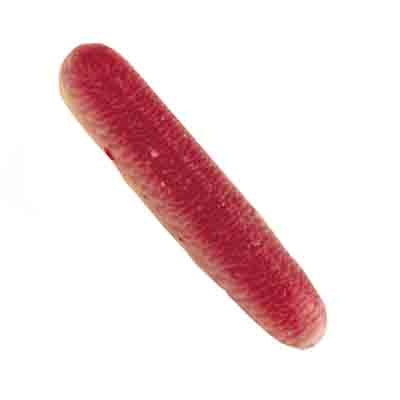 1012820 BLOOD CARTRIDGES L8CM 6PCS