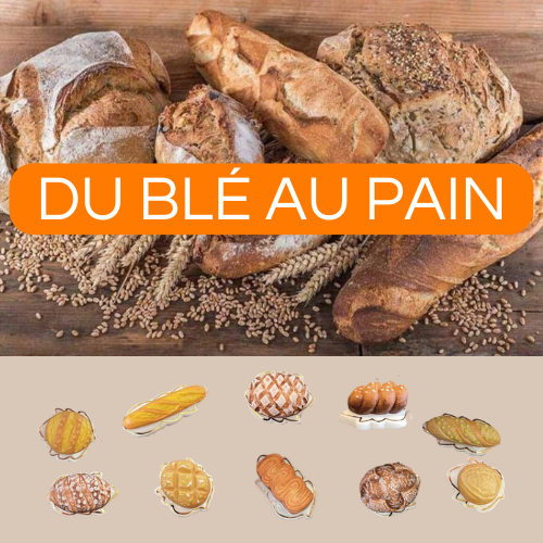 PORSELEINEN BONEN 100STKS "VAN TARWE TOT BROOD" ***NIEUW 2025***