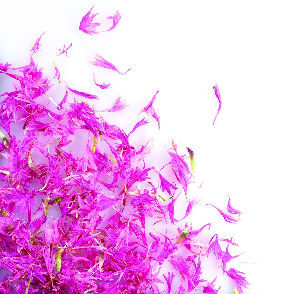 088212 PCB FLEURS DE BLEUETS ROSES SÉCHÉES 8GR