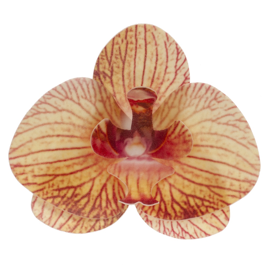 +ORCHIDEE JAUNE 75X85MM AZYME 10 PCES