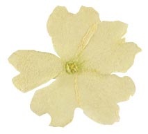 050296 PCB GEDROOGDE EETBARE WITTE VERBENA BLOEMEN 50 STUKS ***s/cd***