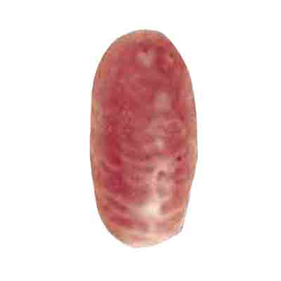 1012823 BLOEDPATRONEN L3CM 12 STUKS