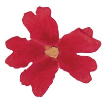 050294 PCB DRIED EDIBLE RED VERBENA FLOWERS 50 PIECES ***s/cd***