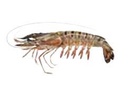 ❄️SEACON GAMBAS ENTIERES 13-15 1KG 80% XL (NET 0.8KG) PANAEUS MONODON