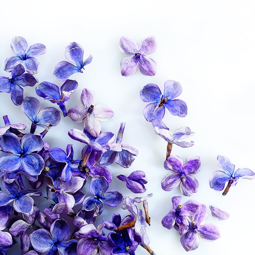 [08058135] 088205 PCB FREEZE-DRIED LILAC FLOWERS 2GR