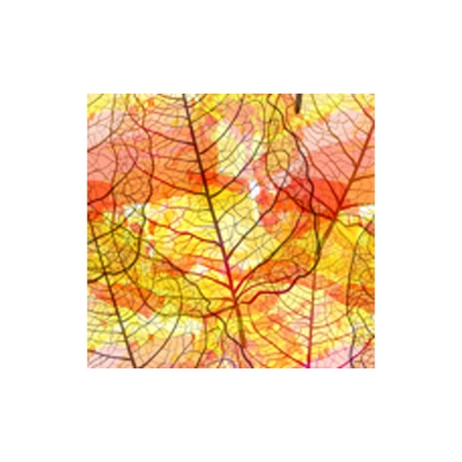[08054374] 2014745 PLAQUETTE FEUILLE AUTOMNE CHOCOLAT  3X3CM 132 PIÈCES ***S/CD***