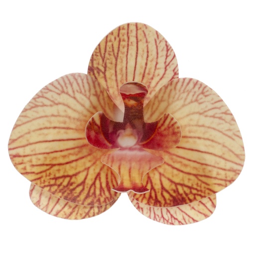 [08041067] +ORCHIDEE JAUNE 75X85MM AZYME 10 PCES