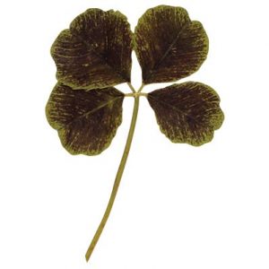 [08056545] 050293 PCB TRÈFLES À 4 FEUILLES COMESTIBLES SÉCHÉS50PCES ***S/CD***