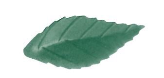 [08038011] FRN03 FEUILLE DE ROSE VERT FONCE 38MM 500 PCES