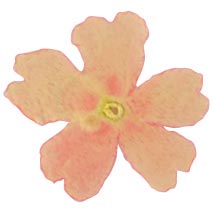 [08056549] PCB Eetbare gedroogde bloemen van roze verbena 50pces ***s/cd***
