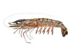 [06100994] ❄️SEACON GAMBAS ENTIERES 13-15 1KG 80% XL (NET 0.8KG) PANAEUS MONODON